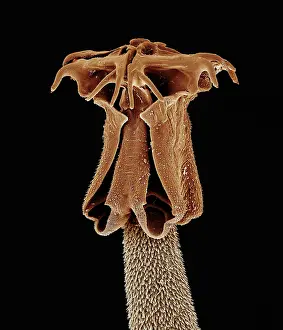 Tapeworm: Tapeworm from shark