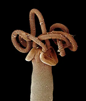 Tapeworm: Tapeworm from shark