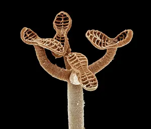 Tapeworm: Tapeworm from shark