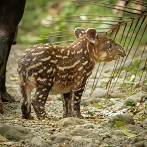 Tapir: Tapir Baby (Tapirus bairdii) exploring its surroundings
