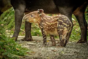 Tapir: Tapir Baby (Tapirus bairdii) Tapir (Tapirus bairdii)