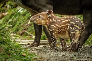 Tapir: Tapir Baby (Tapirus bairdii) Tapir (Tapirus bairdii)