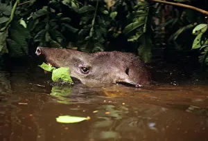 Flooded: Tapir - eating vegetation while swimming through