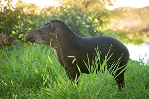 Tapirs: Tapir. Manu National Park