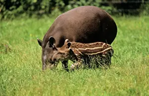 Tapir: Tapir - mother & calf
