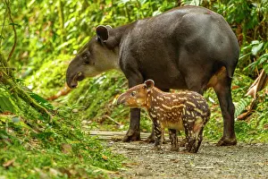 Tapir: Tapir (Tapirus bairdii) mother with child roaming