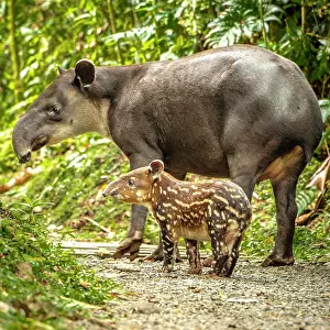 Tapir: Tapir (Tapirus bairdii) mother with child roaming