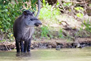 Tapir: Tapir