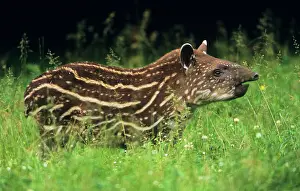Tapir: Tapir - young