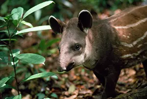 Tapir: TAPIR - YOUNG SHOWING MARKING