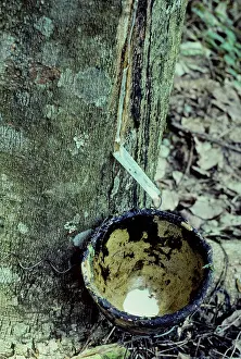 Plantations: Tapping a rubber tree