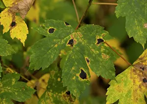 Sycamores: Tar spot fungus infection on sycamore leaf