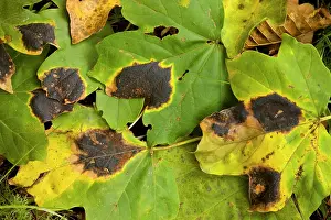 Campestre: Tar spot fungus on the leaves of Field Maple, Acer