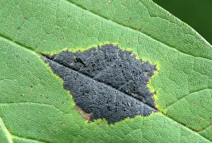 Acer: Tar spot fungus, Rhytisma acerinum, on Sycamore