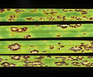 Blade: Tar Spot (Phyllachora graminis) on ryegrass