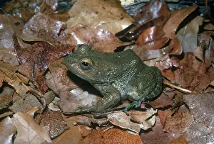 Blooded: Tarahumara Frog