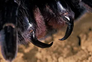 Parahybana: Tarantula