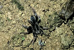 Theraphosidae: Tarantula