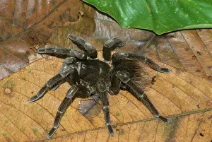Theraphosidae: Tarantula