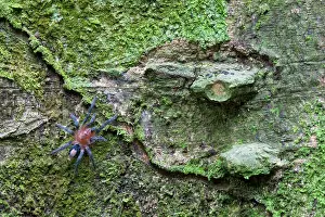 Tambopata: Tarantula