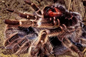 Tarantulas: Tarantula / Baboon Spider / bird-eating SpidersS- moulting
