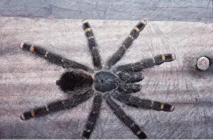 Brid: TARANTULA / Bird-eating Spider