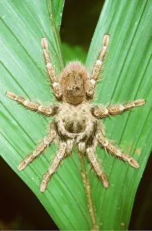 Tarantulas: TARANTULA / Bird-eating Spider