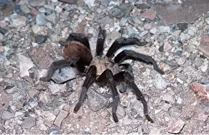Tarantulas: Tarantula / Bird-eating Spider