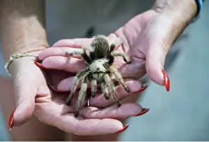 Owner: TARANTULA / Bird-eating Spider
