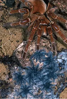 Tarantulas: TARANTULA / Bird-eating Spider - & babies