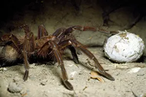 Tarantulas: Tarantula / Bird-Eating Spider - with egg case in burrow