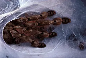 Tarantulas: Tarantula / Bird-eating Spider - at nest