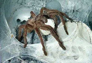 Home: Tarantula / Bird-eating Spider - at nest carrying egg cocoon