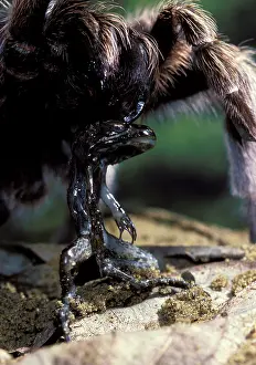 Tarantulas: Tarantula / Bird-eating spider - wilth dead frog