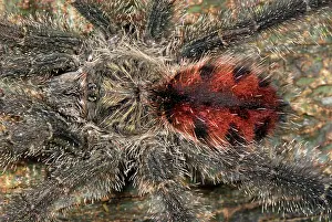 Thorax: Tarantula / Bird Spider