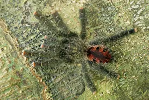 Avicularia: Tarantula, Bird Spider