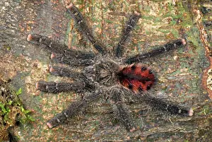 Avicularia: Tarantula, Bird Spider