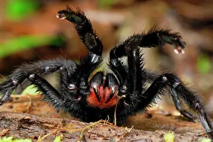 Aggressions: Tarantula / Bird Spider - defense posture