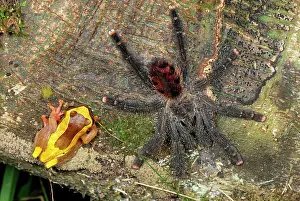 Avicularia: Tarantula / Bird Spider - with Treefrog (Dendropsophus sp.)