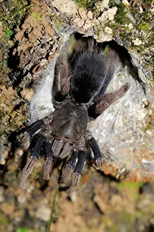 Pahang: Tarantula at its Burrow
