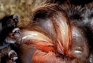 Tarantulas: Tarantula / Chilean Rose Bird-eating Spider