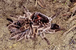 Tarantulas: Tarantula / Chilean Rose Bird-eating Spider - leaving