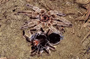 Tarantulas: Tarantula / Chilean Rose Bird-eating Spider - leaving