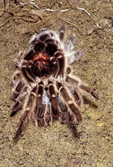 Tarantulas: Tarantula / Chilean Rose Bird-eating Spider - Moulting