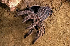 Tarantula / Chilean Rose Bird-eating Spider - Moulting