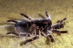 Tarantulas: Tarantula / Chilean Rose Bird-eating Spider - Moulting