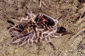 Tarantulas: Tarantula / Chilean Rose Bird-eating Spider - Moulting