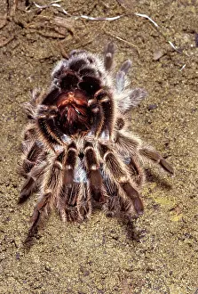 Tarantulas: Tarantula / Chilean Rose Bird-eating Spider - moulting