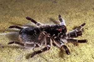 Tarantulas: Tarantula / Chilean Rose Bird-eating Spider - preparing