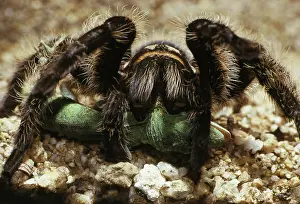 Honduras: Tarantula Eating Anole